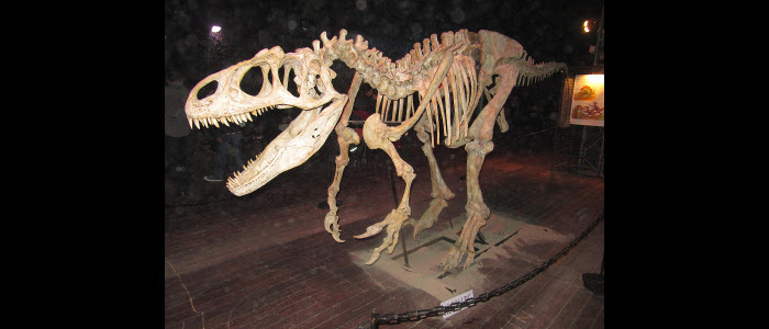 2851_2_mamatieneunplan-Tyrannosaurus-esqueleto.jpg