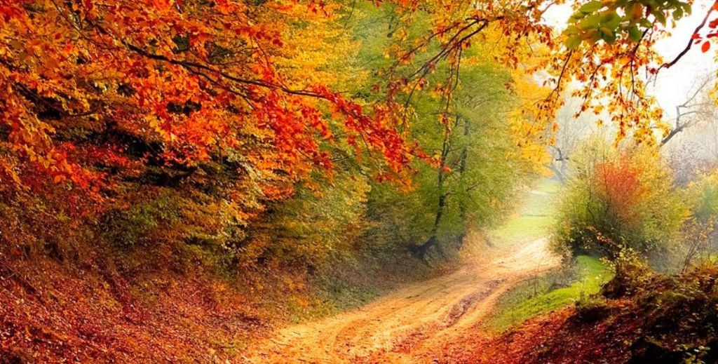 El castañar de El Tiemblo, Ávila, en otoño - Mamá Tiene un Plan.