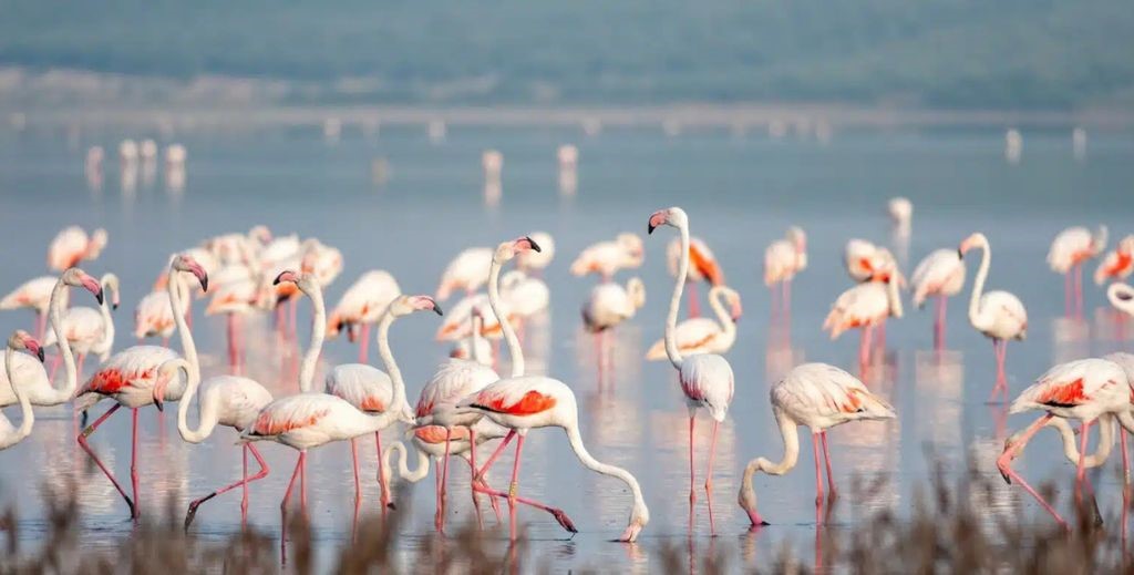 Flamencos en la Laguna Fuente de Piedra, en Málaga - Mamá Tiene un Plan.