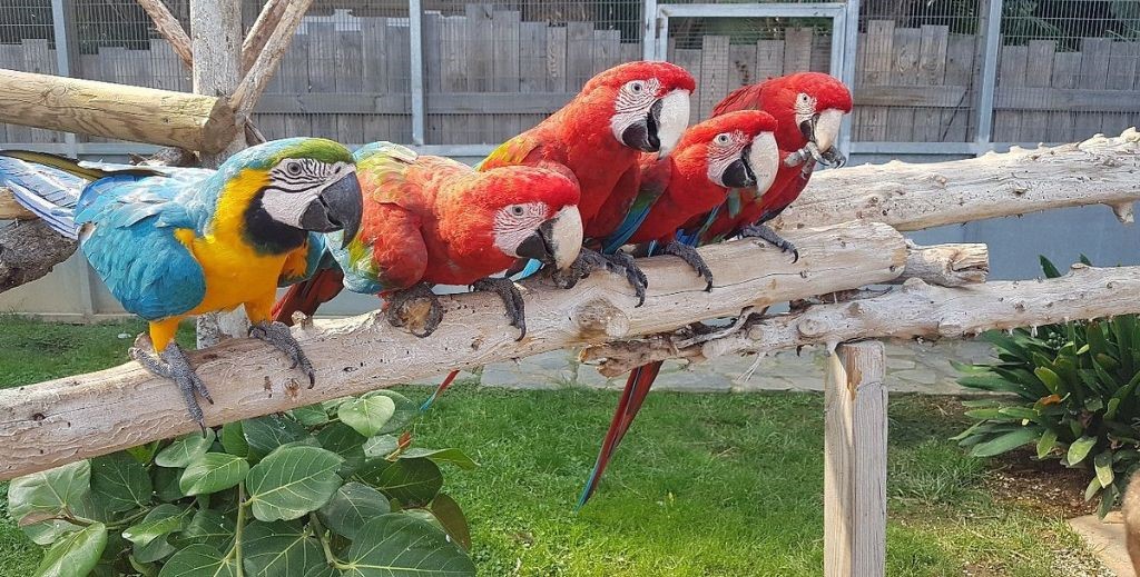 Papagayos en el Jardín del Papagayo, Santuario de Animales de Peñíscola - Mamá Tiene un Plan.