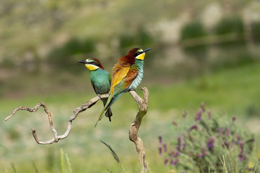 102 Fauna 020515 Abejaruco LM 8714