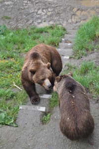 Visita a Suiza con niños 3 DSC_2191