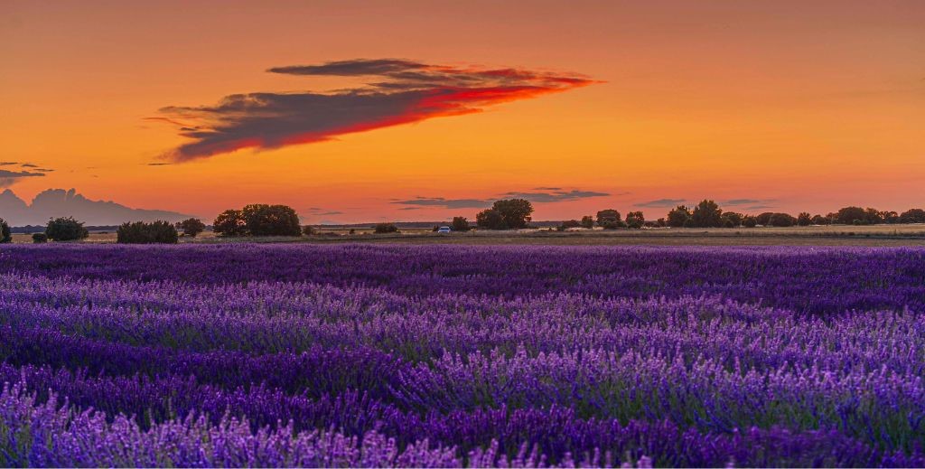 Campos de lavanda en flor en Caleruega, Burgos - Mamá Tiene un Plan.