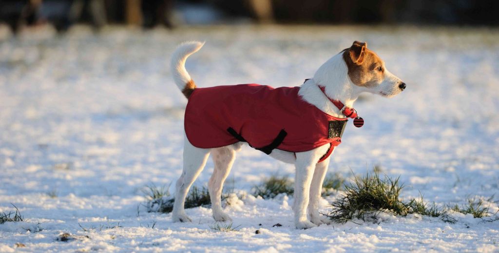 Cuándo debo poner una prenda de abrigo a mi mascota 2 cuando abrigar a mi mascota mamatieneunplan 00 abrigos para perro 1