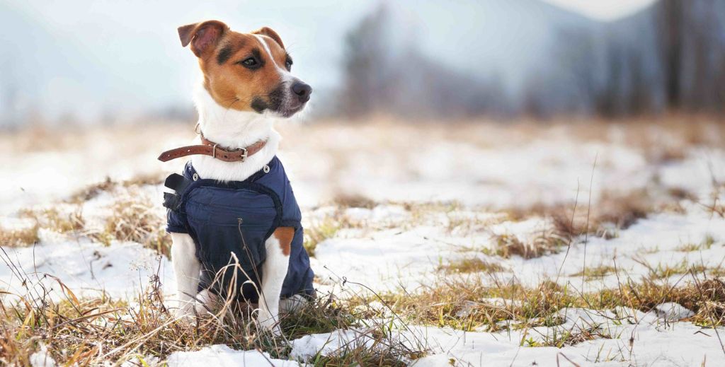 Cuándo debo poner una prenda de abrigo a mi mascota 1 cuando abrigar a mi mascota mamatieneunplan 01 abrigos para perro