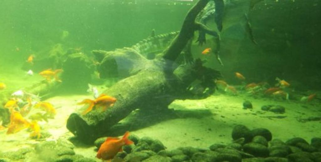 Terra Natura Benidorm - Mamá Tiene un Plan.