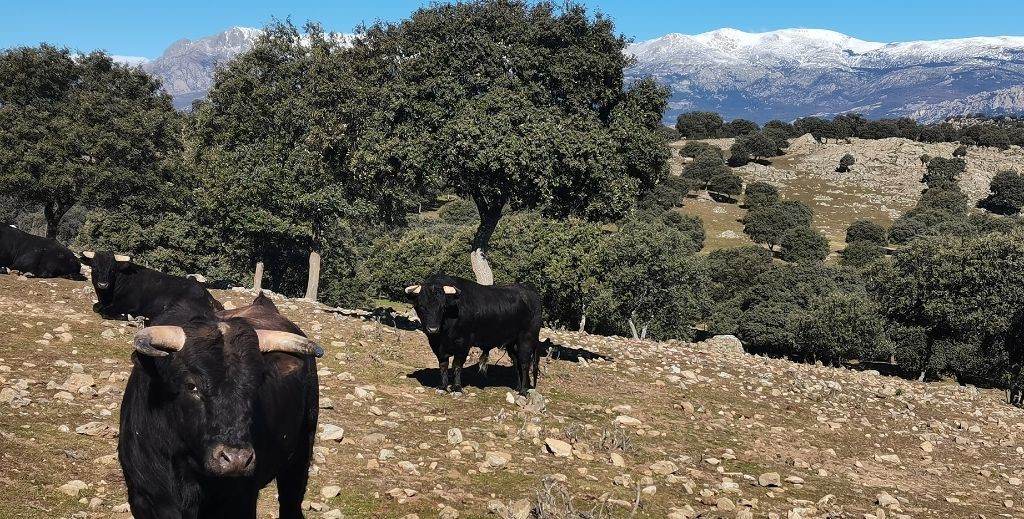 planes con ninos en la sierra de madrid mamatieneunplan 05 planes en la sierra de guadarrama