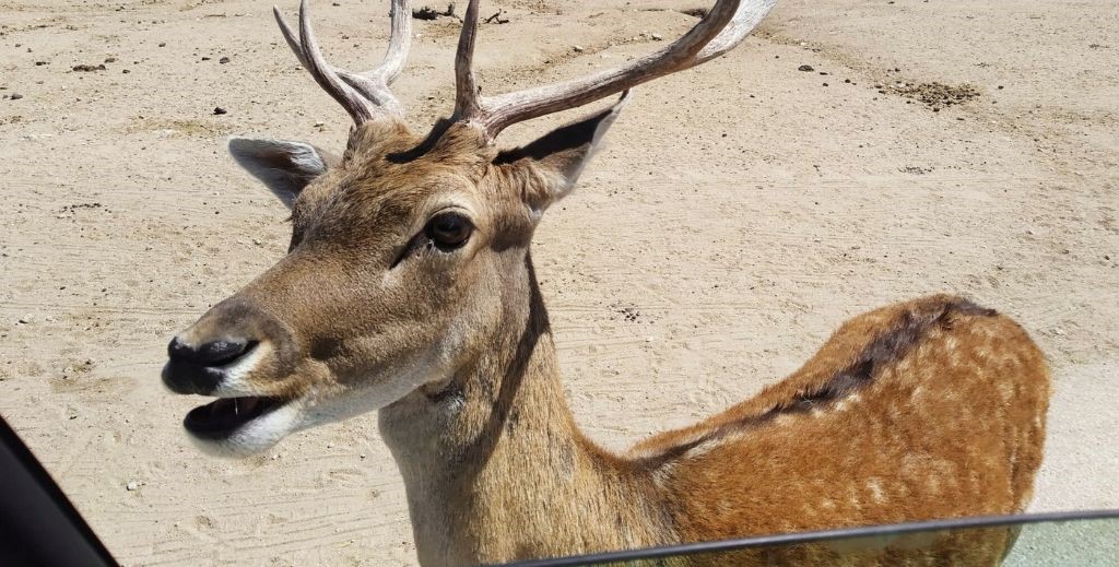 Safari Madrid, en Aldea del Fresno - Mamá Tiene un Plan.