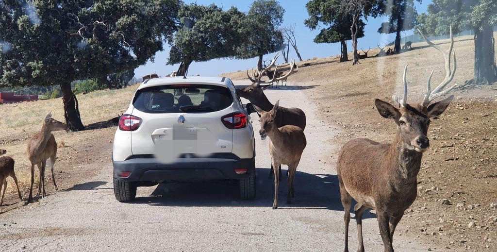 Safari Madrid, en Aldea del Fresno - Mamá Tiene un Plan.