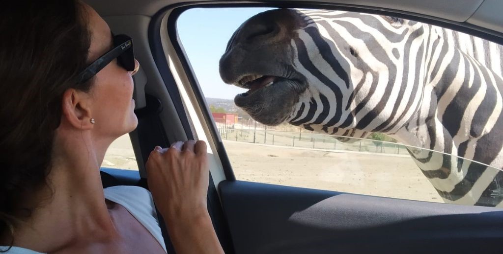 Safari Madrid, en Aldea del Fresno - Mamá Tiene un Plan.