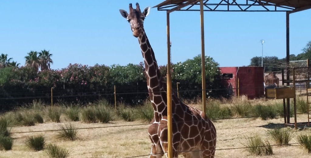 Safari Madrid, en Aldea del Fresno - Mamá Tiene un Plan.