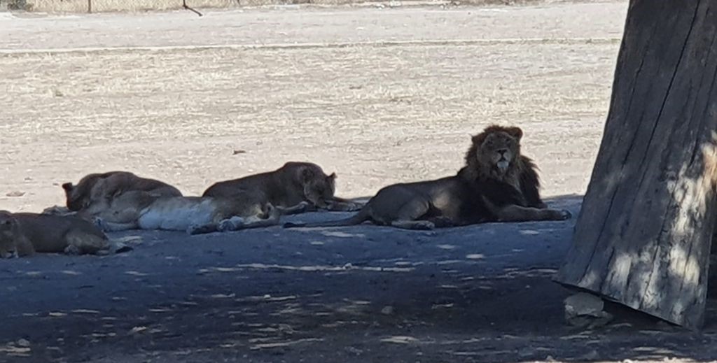 Safari Madrid, en Aldea del Fresno - Mamá Tiene un Plan.