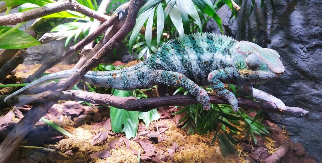 Safari Madrid, en Aldea del Fresno - Mamá Tiene un Plan.