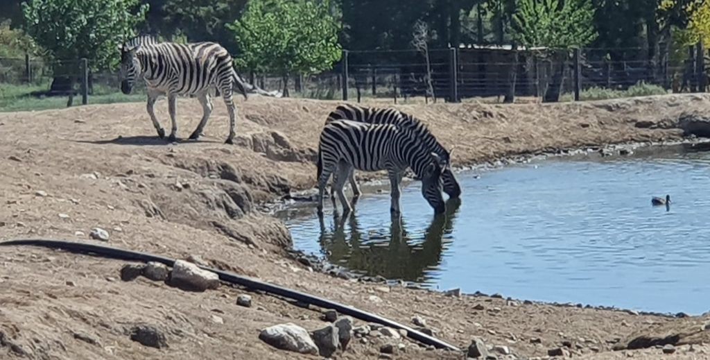 Safari Madrid, en Aldea del Fresno - Mamá Tiene un Plan.