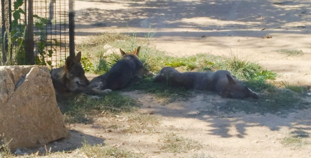 Safari Madrid, en Aldea del Fresno - Mamá Tiene un Plan.