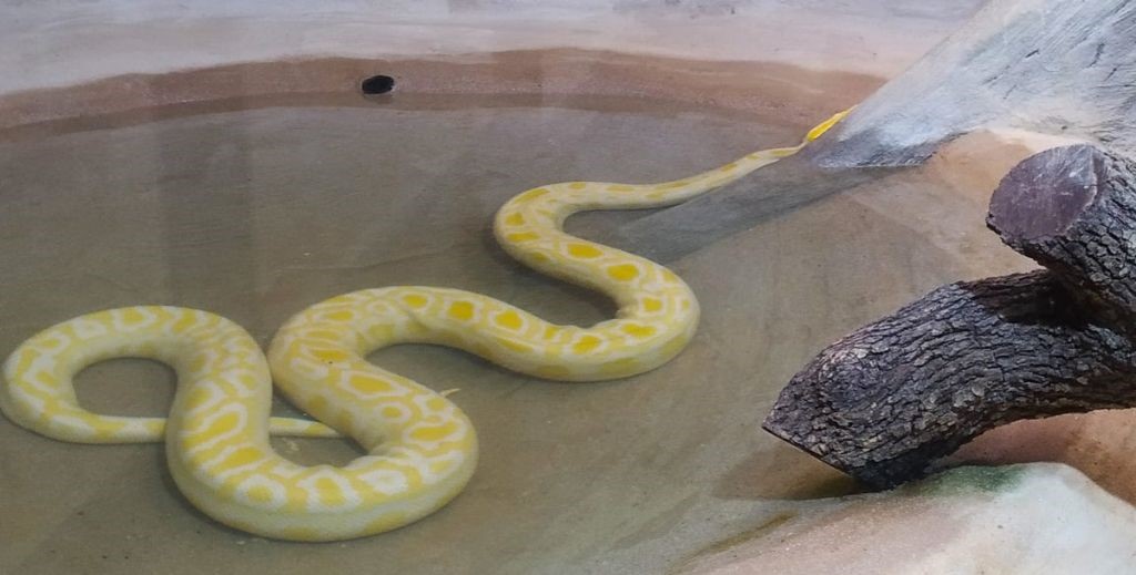 Safari Madrid, en Aldea del Fresno - Mamá Tiene un Plan.