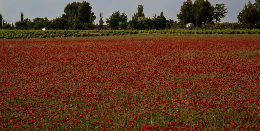 Campos de Socuéllamos con la floración de la amapola - Mamá Tiene un Plan.