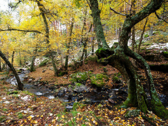 salir en Madrid con tu mascota Canencia