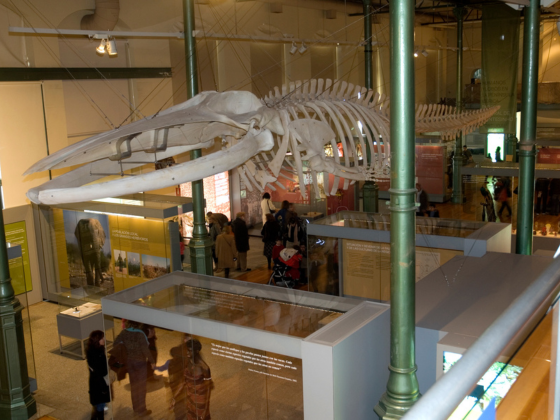 salir en Madrid con tu mascota MuseoCienciasNaturales