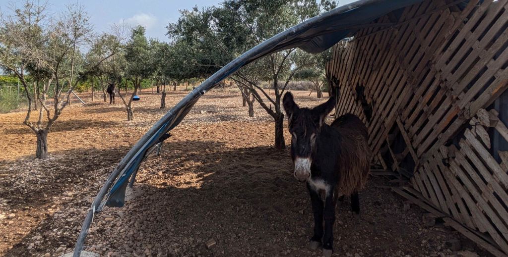 vendimia en familia bodega menade mamatieneunplan 04 ruta vino rueda 2