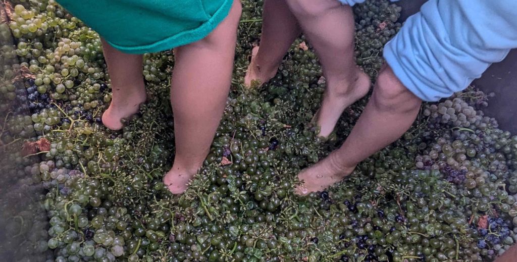 vendimia en familia bodega menade mamatieneunplan 09 ruta vino rueda