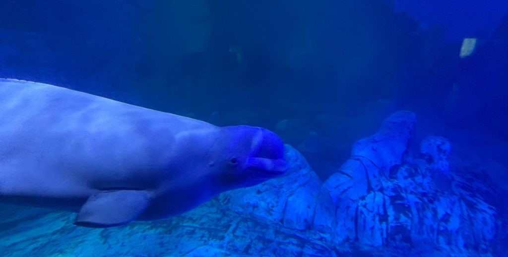 Beluga en el Oceanogràfic de Valencia - Mamá Tiene un Plan.