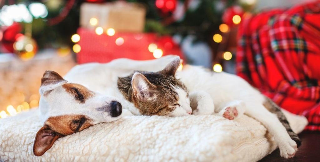 regalos de navidad para mascotas mamatieneunplan 00