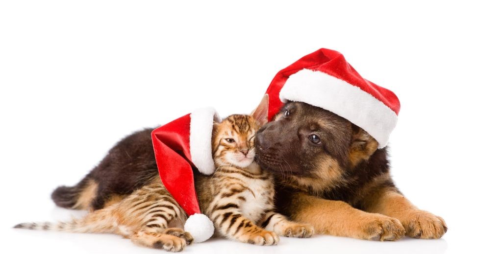 Navidad con mascotas - Mamá tiene un Plan.