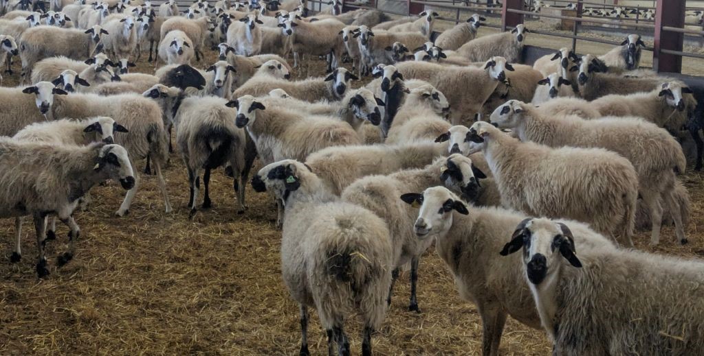Ovejas Churras en Granja La Majada de Burgos - Mamá Tiene un Plan.
