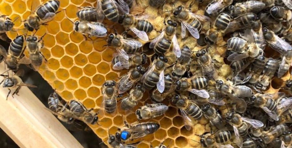 Abejas en colmena haciendo Apiturismo - Mamá Tiene un Plan.