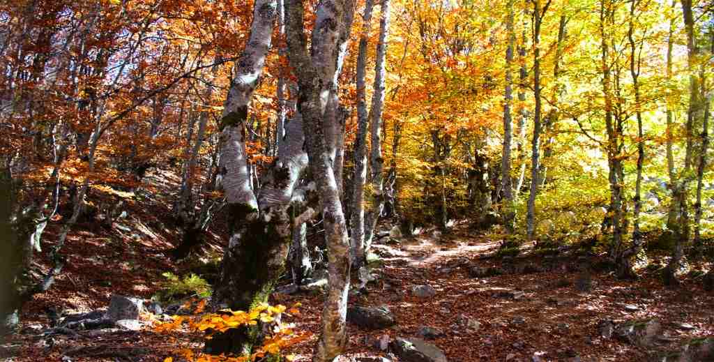 El Hayedo de la Pedrosa en otoño - Mamá tiene un Plan.