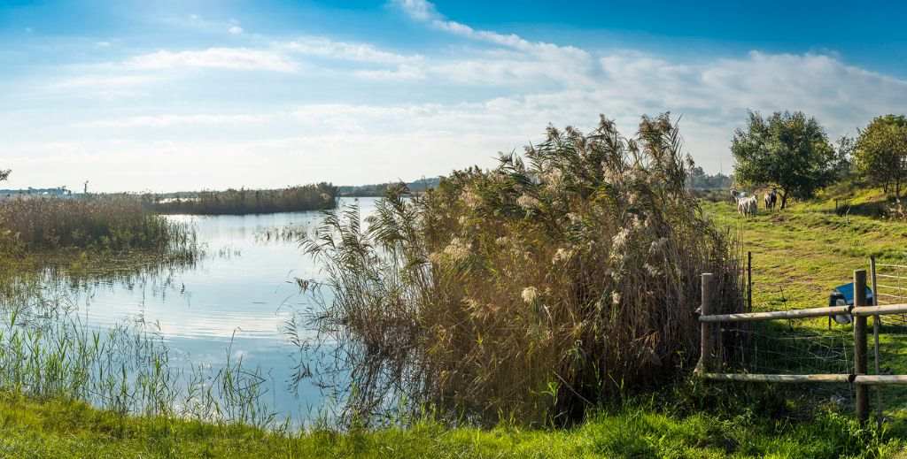 Delta del Llobregat con niños - Mamá tiene un Plan.