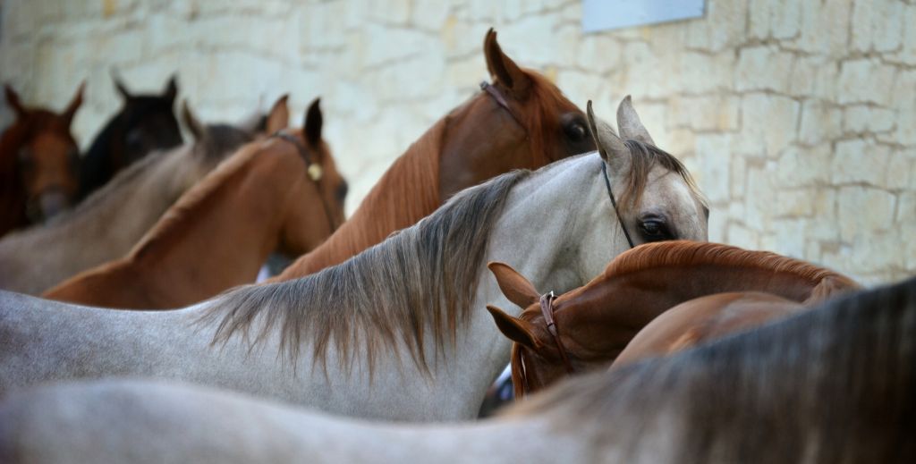 Clases para montar a caballo en plena naturaleza, taller para montar a caballo.