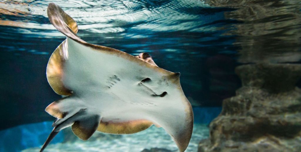 Aquarium Costa de Almería - Mamá tiene un Plan.