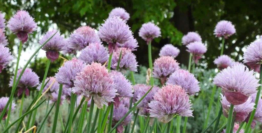 Jardín Botánico de Castilla-La Mancha - Mamá tiene un Plan.