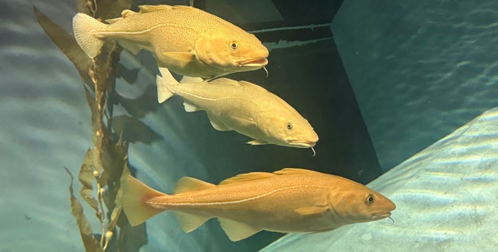 Centro de Portugal con niños: un viaje entre canales, ciencia, dinosaurios y palacios en 4 días 4 El Acuario dos Bacalhaus en Ílhavo es un must en la región de Centro de Portugal con niños - Mamá tiene un Plan.