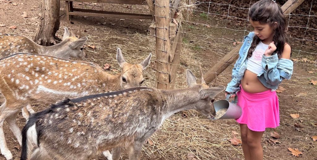 Centro de Portugal con niños: un viaje entre canales, ciencia, dinosaurios y palacios en 4 días 11 El Parque Biológico Serra da Lousã reúne especies autóctonas de la península ibérica que han sido rescatadas - Mamá tiene un Plan.